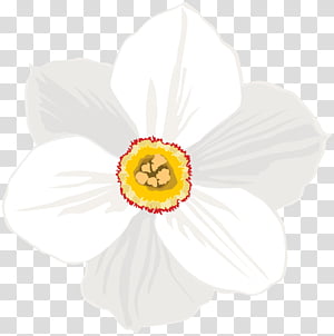 White Lily Flower Petal Drawing Cut Flowers Tulip Daffodil Cartoon Floral Design Transparent Background Png Clipart Hiclipart When you see them sprouting from the ground, you know spring is here. white lily flower petal drawing cut