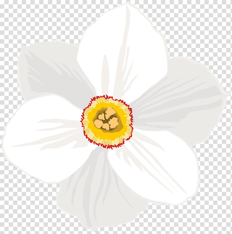 White Lily Flower, Petal, Drawing, Cut Flowers, Tulip, Daffodil, Cartoon, Floral Design transparent background PNG clipart