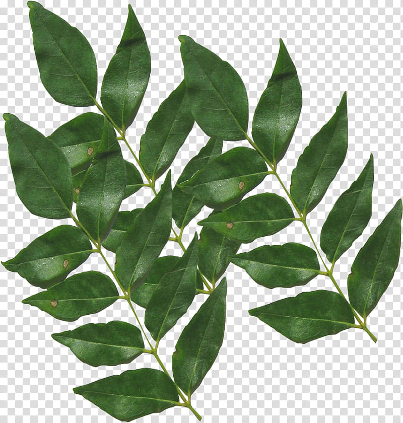 Neem Tree, Curry Tree, Spice, Food, Tempering, Fenugreek, Mumbai, Bay Laurel transparent background PNG clipart