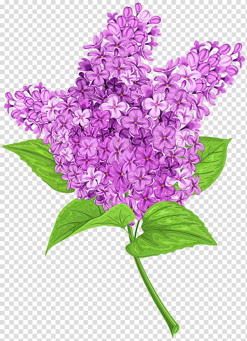 Purple Watercolor Flower, Paint, Wet Ink, Common Lilac, Drawing, Violet, Shrub, Art transparent background PNG clipart