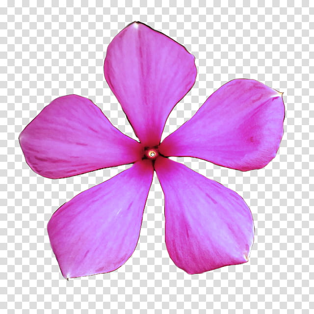 petal pink flower violet plant, Purple, Magenta, Periwinkle, Impatiens, Geranium, Herbaceous Plant transparent background PNG clipart