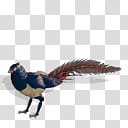 Spore creature Lady Amherst Pheasant m transparent background PNG clipart