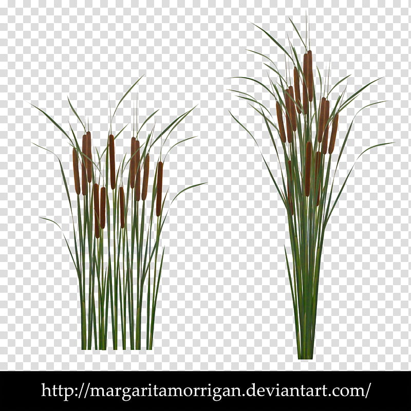 Typha, two green plants transparent background PNG clipart