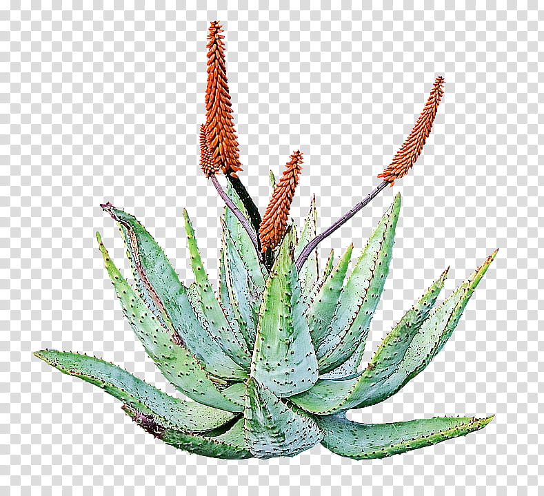 aloe plant flower xanthorrhoeaceae terrestrial plant, Flowering Plant, Houseplant, Leaf, Agave transparent background PNG clipart