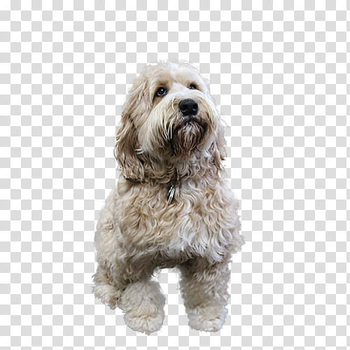 Lion, Cockapoo, Cavoodle, Schnoodle, Goldendoodle, Little Lion Dog, Otterhound, Tibetan Terrier transparent background PNG clipart