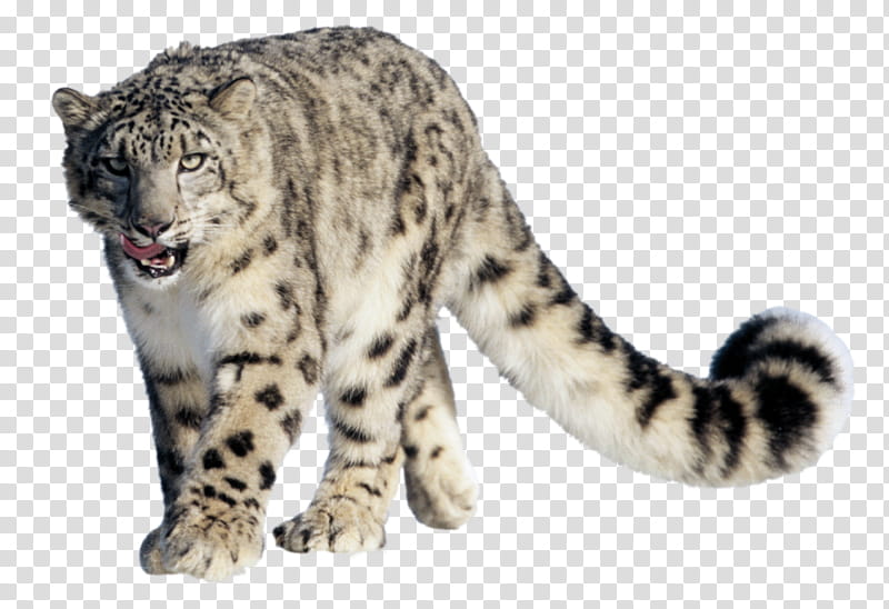 Snow leopard, white tiger transparent background PNG clipart
