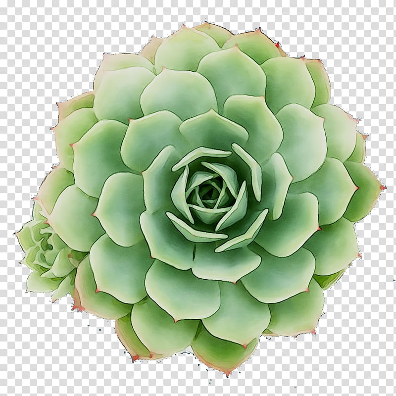 Green Flower, Echeveria, Plant, White Mexican Rose, Stonecrop Family, Petal, Agave, Saxifragales transparent background PNG clipart