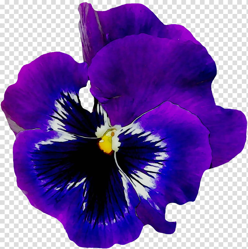 African Family, Pansy, Flower, African Violets, Common Blue Violet, Sweet Violet, Purple, Flower Garden transparent background PNG clipart