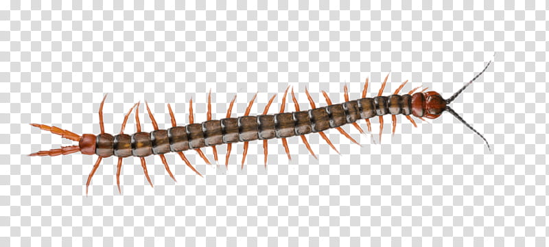 Caterpillar, Centipedes, Video, Millipedes, Insect, Larva transparent background PNG clipart