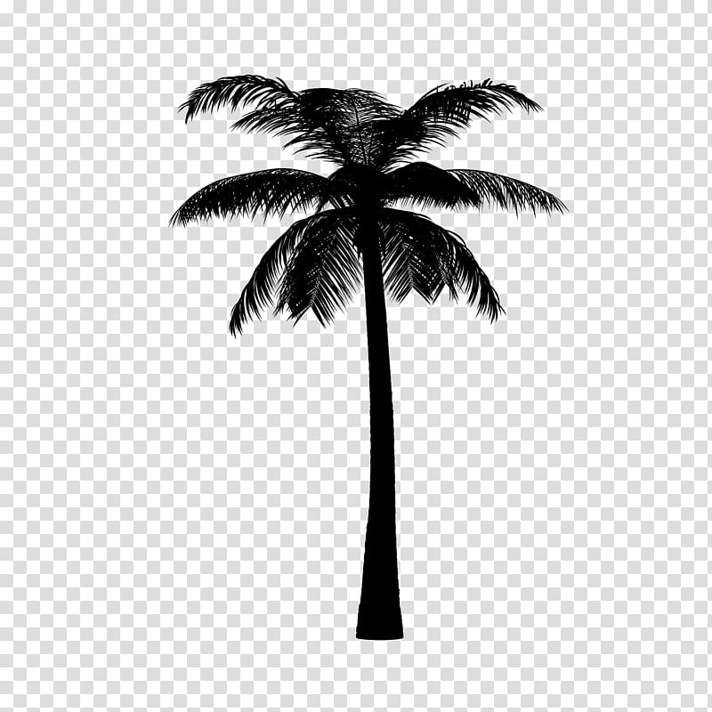 Palm Tree Silhouette, Asian Palmyra Palm, Date Palm, Palm Trees, Borassus, White, Black, Arecales transparent background PNG clipart