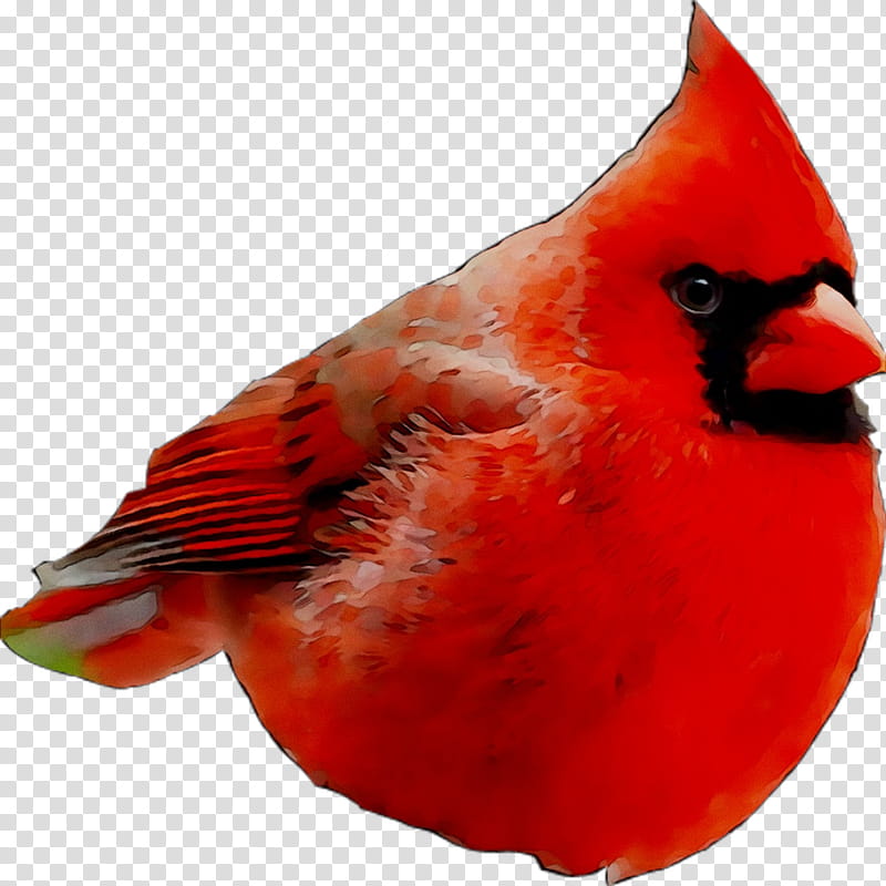 Cardinal Bird, Beak, Feather, Northern Cardinal, Red, Songbird, Perching Bird transparent background PNG clipart