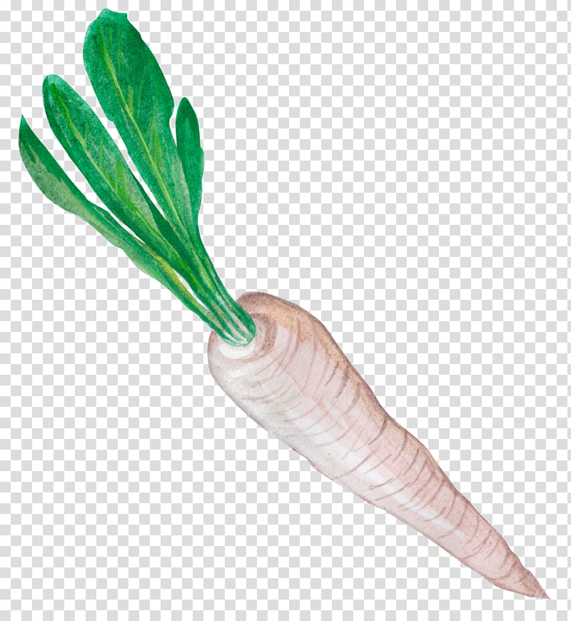 Carrot, Radish, Greens, Vegetable, Eating, Roast Beef, Fat, Meat transparent background PNG clipart