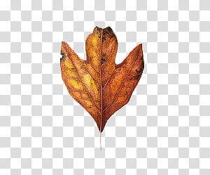 brown dried leaf transparent background PNG clipart thumbnail