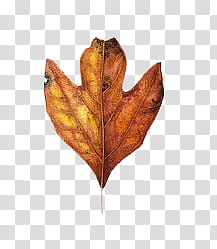 brown dried leaf transparent background PNG clipart brown dried leaf transparent background PNG clipart
