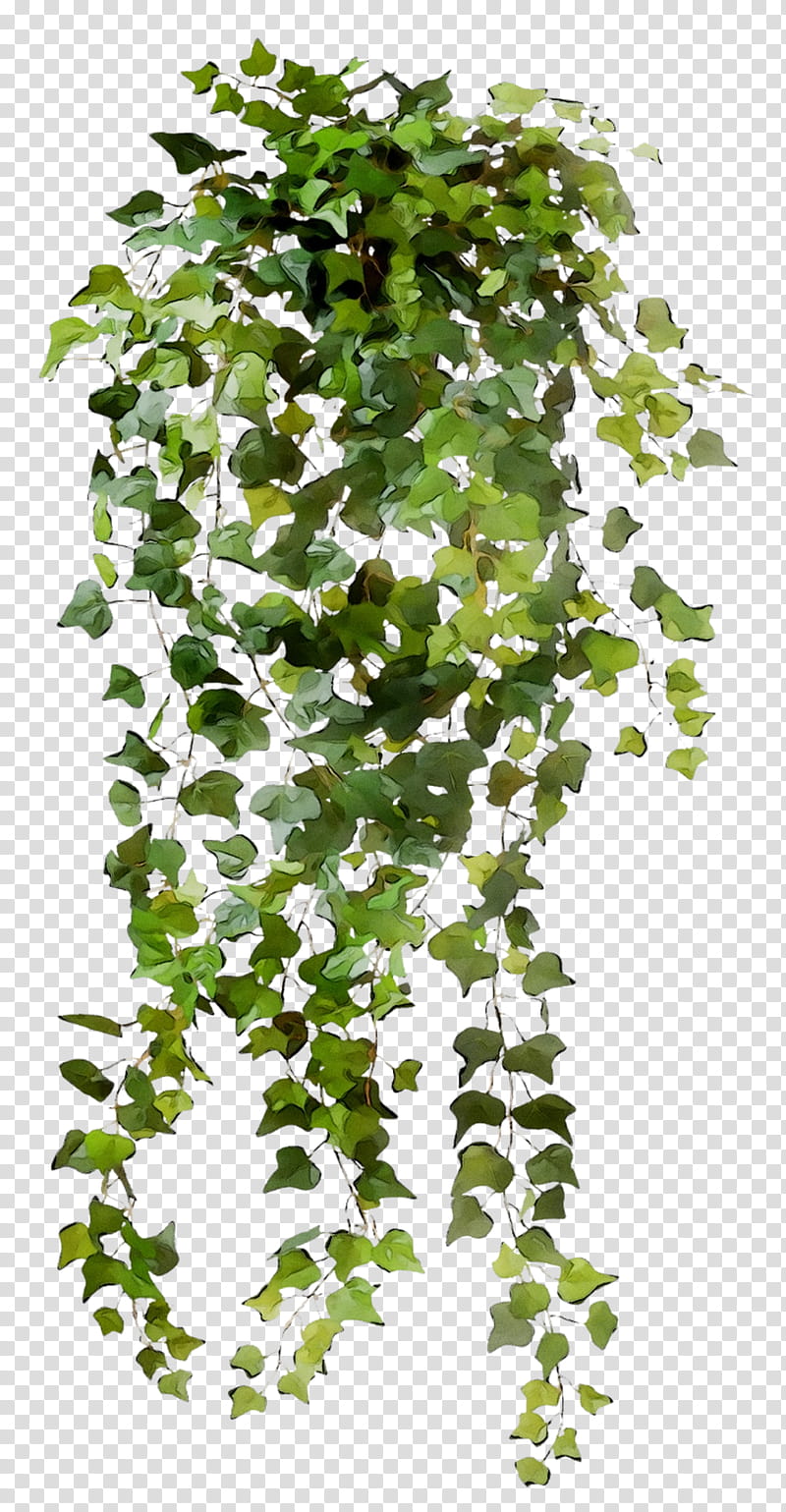 Family Tree, Common Ivy, Leaf, Vine, Hanging Basket, Plants, Fatshedera Lizei, Ivy Geranium transparent background PNG clipart