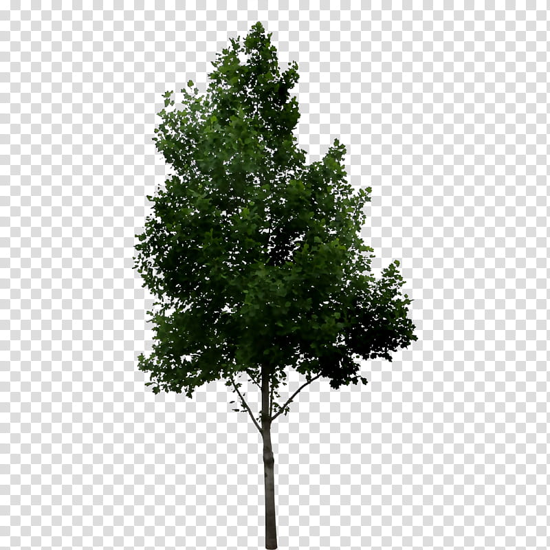 Family Tree, Fir, Shrub, Oak, River Birch, Silver Birch, Sweet Birch, Paper Birch transparent background PNG clipart