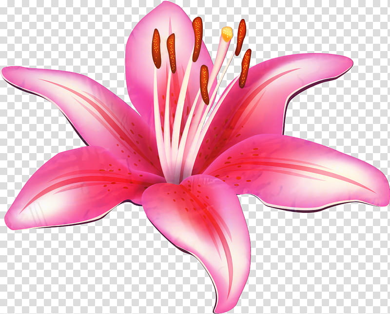 Easter Lily, Lily stargazer, Flower, Petal, Madonna Lily, Cut Flowers, Pink, Stargazer Lily transparent background PNG clipart