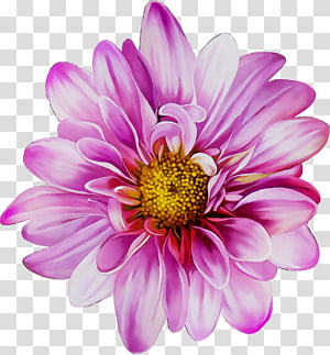Pink Flower, Chrysanthemum, Blue, Green, White, Yellow, Red, Petal transparent background PNG clipart thumbnail
