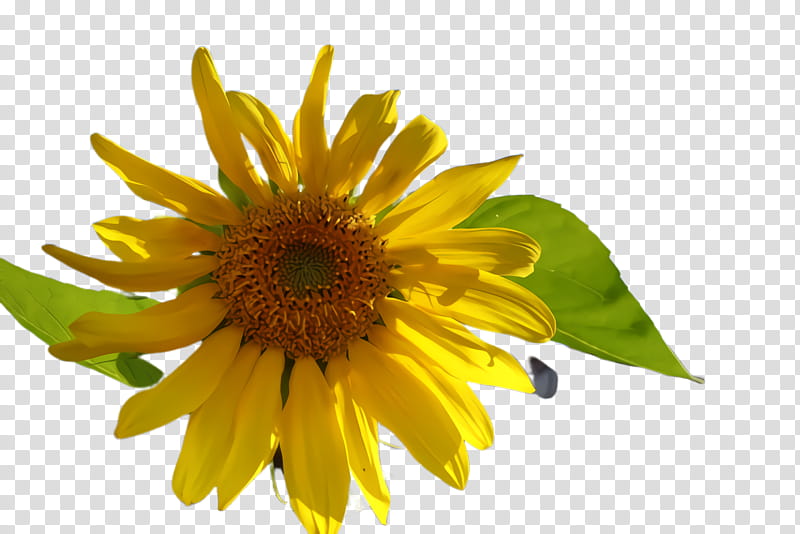 Sunflower, Flowering Plant, Yellow, Petal, Pollen, Daisy Family, Asterales transparent background PNG clipart