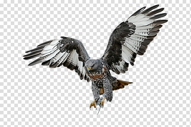 bird bird of prey eagle golden eagle beak, Accipitridae, Northern Harrier, Falcon, Falconiformes transparent background PNG clipart