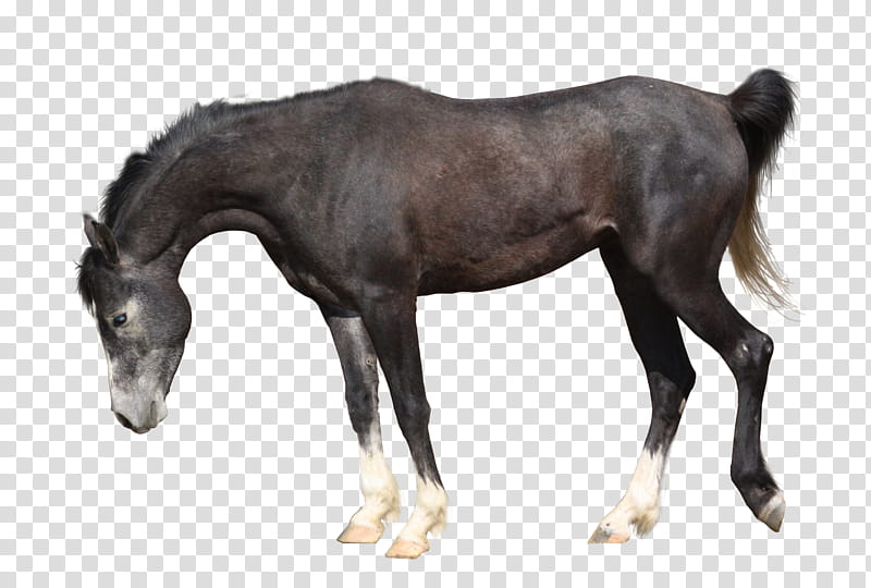 Precut, black horse transparent background PNG clipart