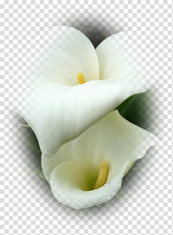 White Lily Flower, Arum Lilies, Water Plantains, Bay, Petal, Berry, Sepal, Drawing transparent background PNG clipart