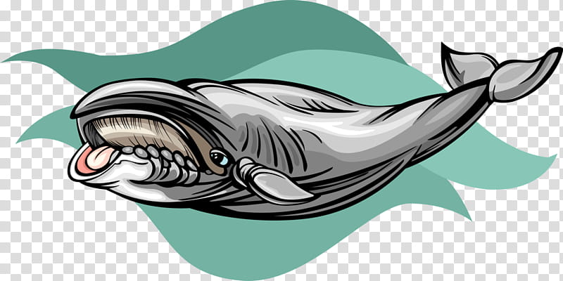 Cartoon Shark, Requiem Sharks, Dolphin, Porpoise, Whales, Jaw, Fish, Cetaceans transparent background PNG clipart