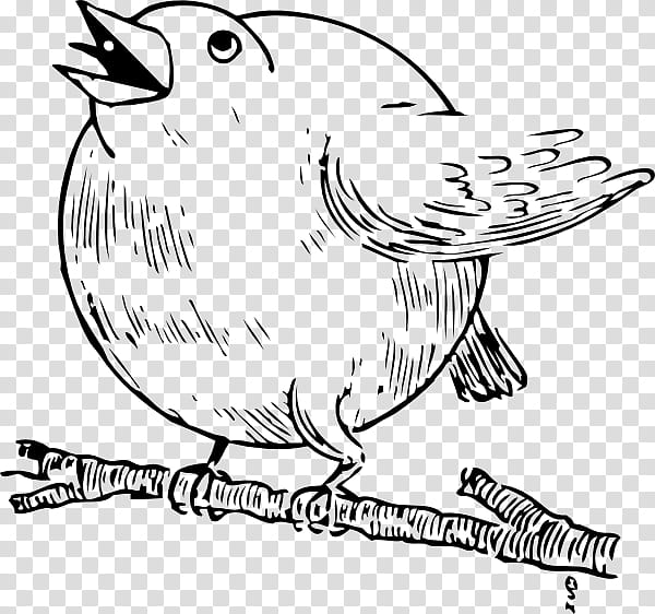 Bird Line Drawing, Roundrobin Tournament, European Robin, Roundrobin Scheduling, Sports, American Robin, White, Line Art transparent background PNG clipart