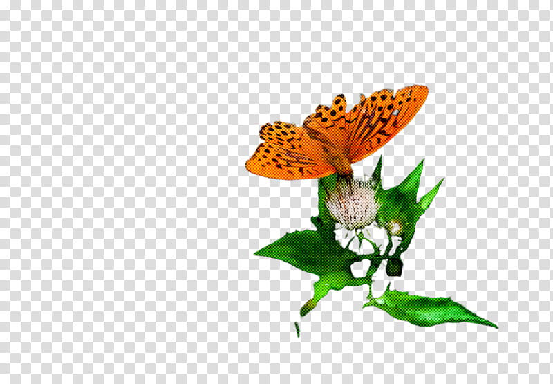 moths and butterflies butterfly cynthia (subgenus) insect pollinator, Cynthia Subgenus, Argynnis, Brushfooted Butterfly, Issoria, Boloria transparent background PNG clipart