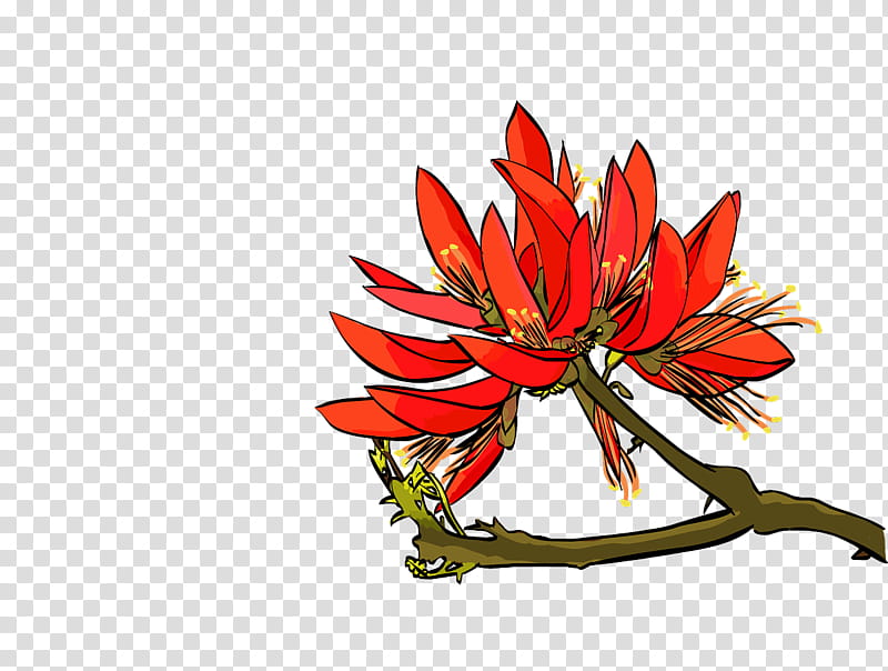 Lily Flower, Erythrina Variegata, Couch, Plants, Quanzhou, Red, Leaf, Chili Pepper transparent background PNG clipart