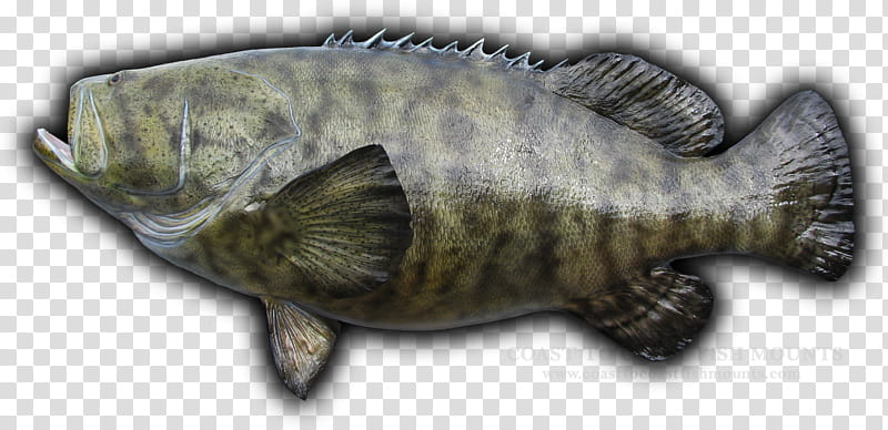 Fishing, Atlantic Goliath Grouper, Hyporthodus Nigritus, Black Grouper, Blue Line Grouper, Northern Red Snapper, Arctic Char, Animal transparent background PNG clipart