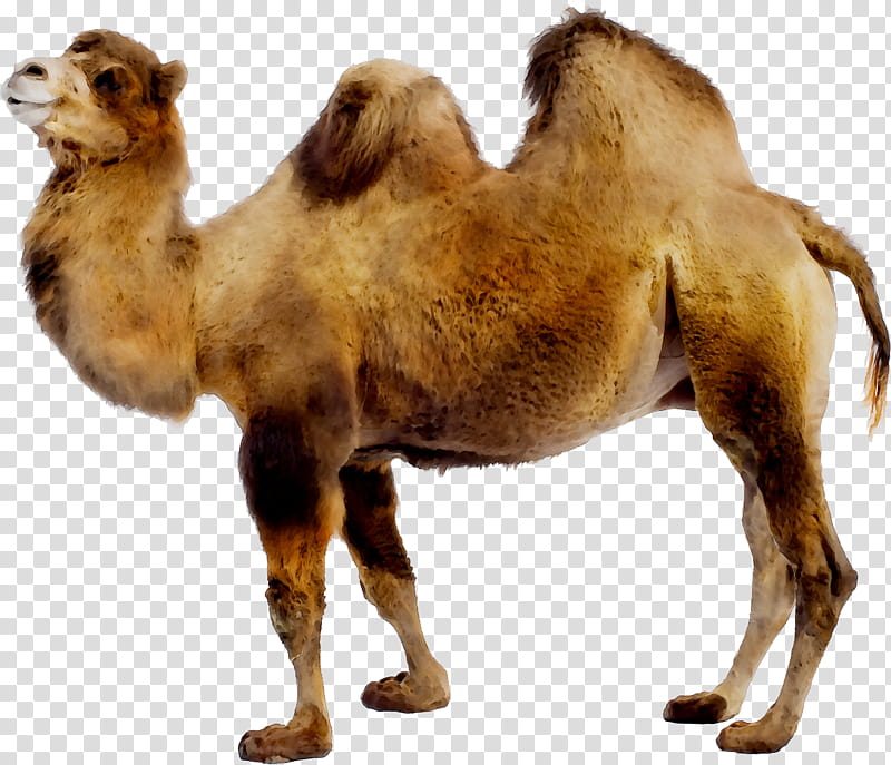 Cartoon Animals, Bactrian Camel, Dromedary, African Elephant, Titanotylopus, Zoo Tycoon 2 Extinct Animals, Desert, Gobi Desert transparent background PNG clipart