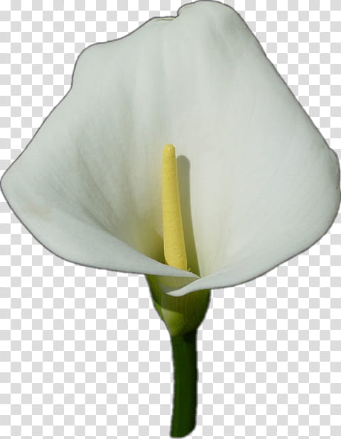 White Lily Flower, Arum Lilies, Bloom, Arumlily, Rose, Painting, Waterarum, Blume transparent background PNG clipart