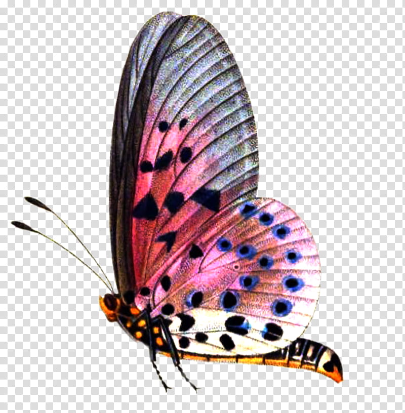 Butterfly  , pink, black, and white spotted butterfly transparent background PNG clipart