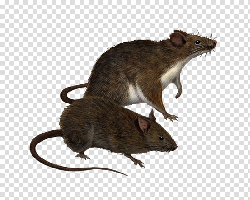 Rats , two brown rats illustration transparent background PNG clipart