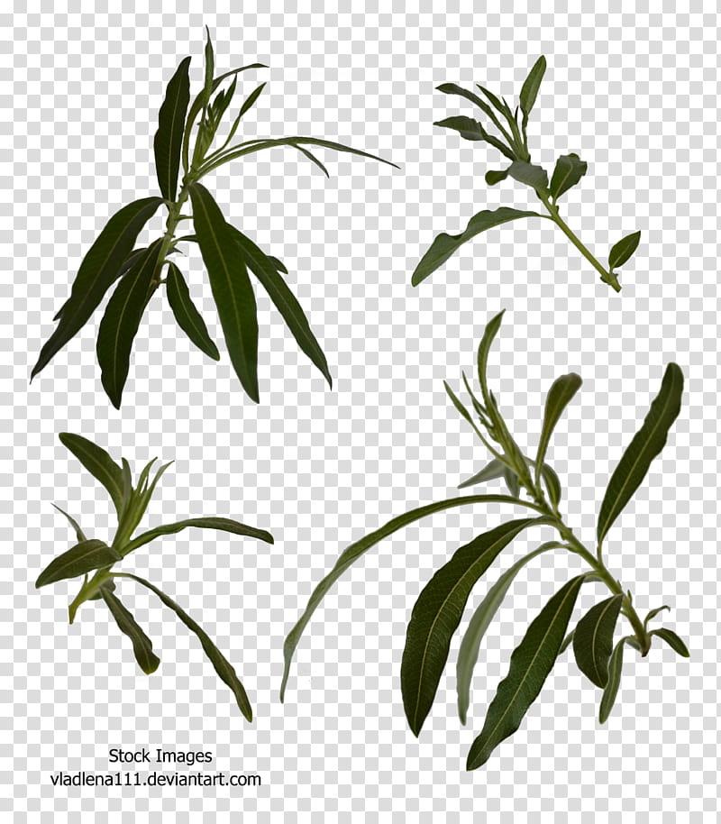 Branch spring tree , green leaves transparent background PNG clipart