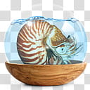 Sphere   the new variation, ammonite illustration transparent background PNG clipart