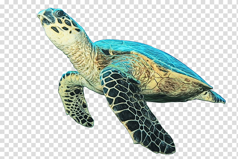 sea turtle hawksbill sea turtle olive ridley sea turtle green sea turtle turtle, Watercolor, Paint, Wet Ink, Kemps Ridley Sea Turtle, Loggerhead Sea Turtle, Animal Figure, Reptile transparent background PNG clipart