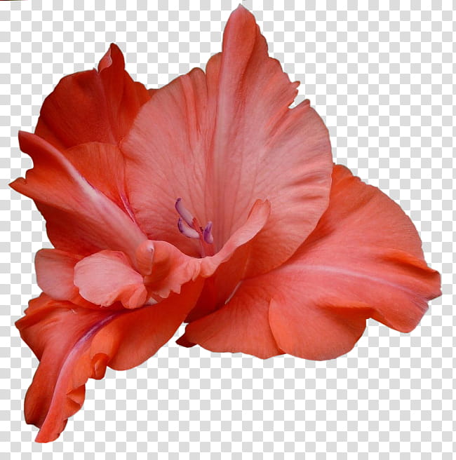Peach Flower, Gladiolus, Flower Bouquet, Petal, Orange, Plant, Hippeastrum, Perennial Plant transparent background PNG clipart