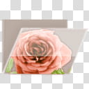 Glossy Garden Folders, pink rose flower printed folder icon transparent background PNG clipart