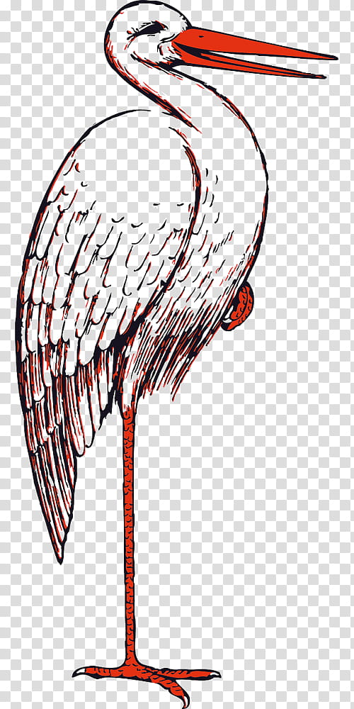 Bird Line Art, White Stork, Marabou Stork, Crane, Black Stork, Leptoptilos, Ciconia, Beak transparent background PNG clipart