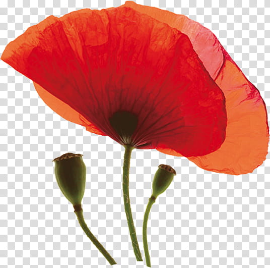 Remembrance Day Poppy, Common Poppy, Oriental Poppy, Opium Poppy, California Poppy, Wildflower, Remembrance Poppy, Armistice Day transparent background PNG clipart