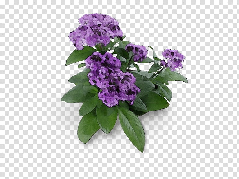 flower purple violet plant lilac, Watercolor, Paint, Wet Ink, Buddleia, Petal, Cut Flowers, Garden Phlox transparent background PNG clipart