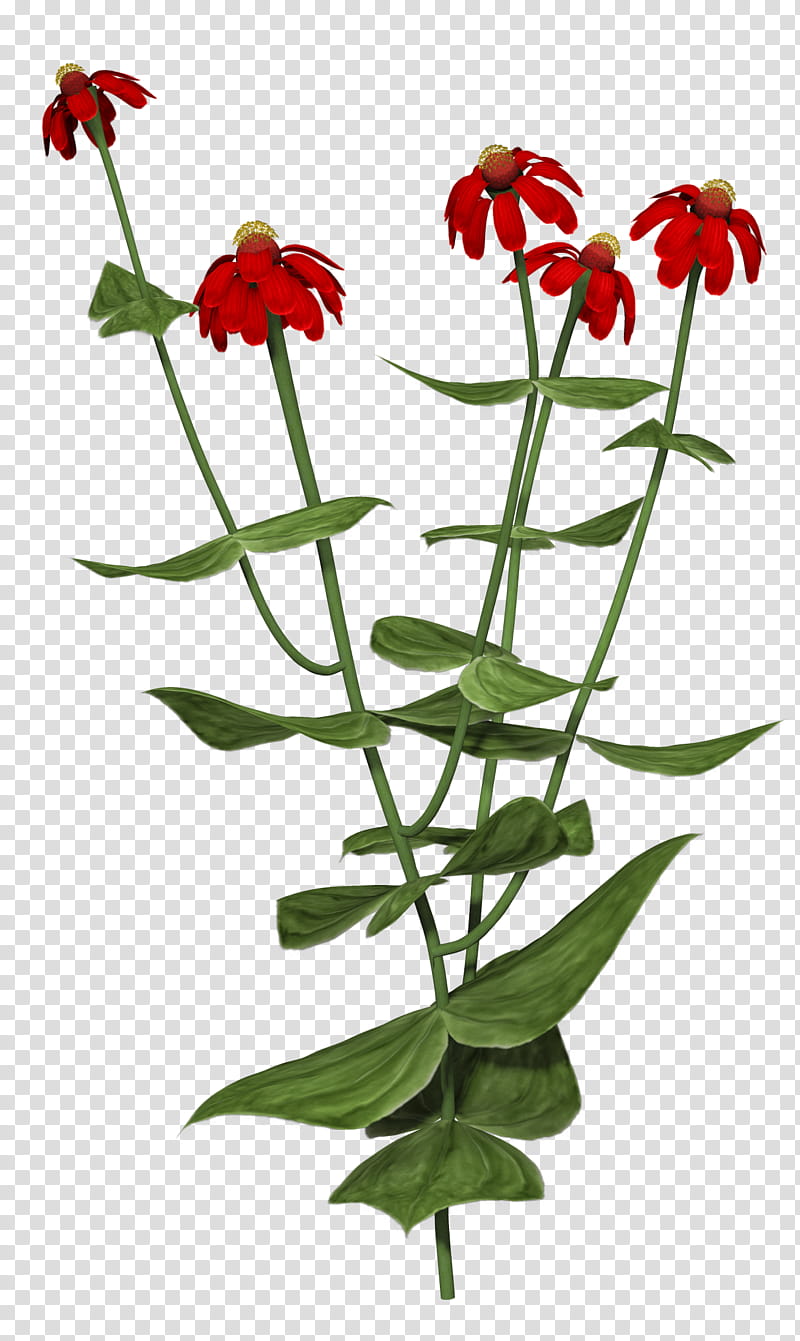 Zinnia, red-petaled flower transparent background PNG clipart