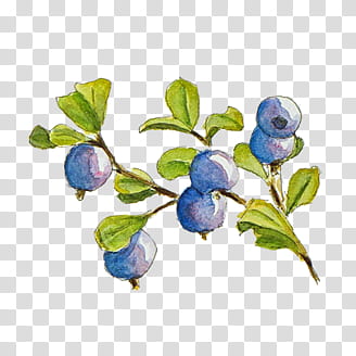 s, blueberry fruit illustration transparent background PNG clipart