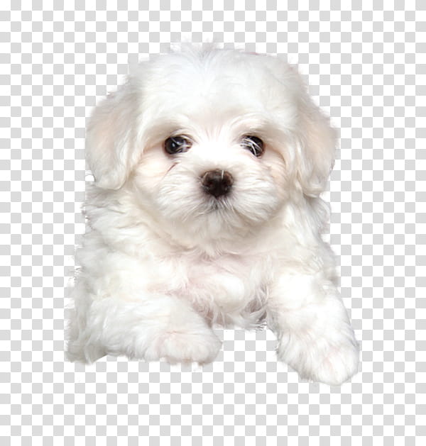 Small best sale dog png