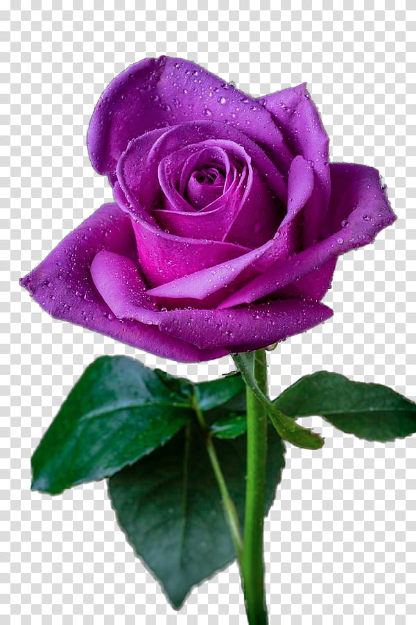Với màu sắc tím thần thánh, hoa hồng tím không chỉ tôn lên vẻ đẹp quý phái mà còn là biểu tượng của tình yêu và sự kiêu sa. Hãy đến với hình ảnh hoa hồng tím để đắm chìm trong làn khói thơm quyến rũ.