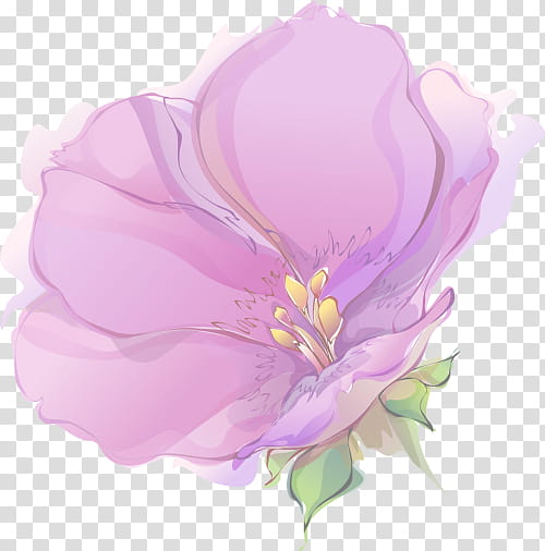 Pink Flower, Magnolia Market, Cabbage Rose, Herbaceous Plant, Plants, Petal, Purple, Violet transparent background PNG clipart