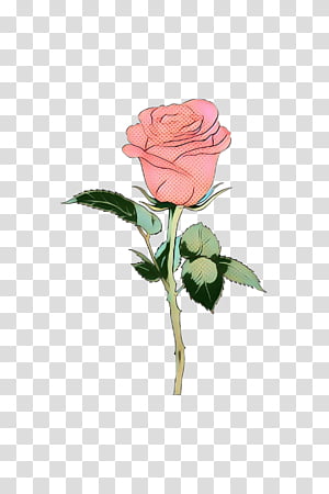 Watercolor Pink Flowers, Pop Art, Retro, Vintage, Garden Roses, Cabbage Rose, Artificial Flower, Cut Flowers transparent background PNG clipart thumbnail