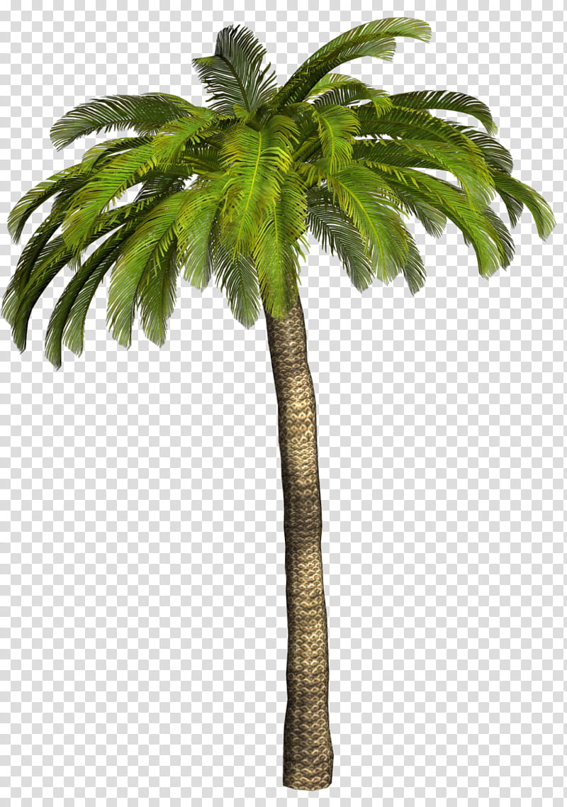 Palm Oil Tree, Palm Trees, Coconut, Mexican Fan Palm, Oil Palms, Asian Palmyra Palm, Web Design, Fan Palms transparent background PNG clipart
